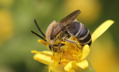 Colletes sp.